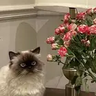 قطه انثى لتبني