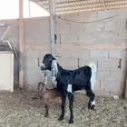 عنز خلفه