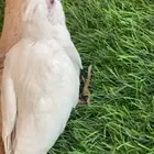 فرخ كروان البينو