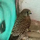 حيوان