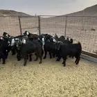 تيوس مخاصي