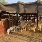 ضان حريات