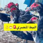 بط مصري بياض