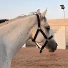 حصان شعبي