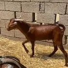 تيس ادهم جذع للبيع