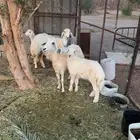 نعاج