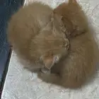 قطط للبيع
