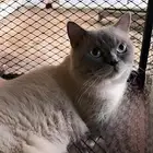 قط للتبني
