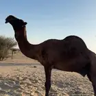 للبيع بعير حمر