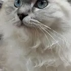 قط كيتن هجين فارسي و سيامي للبيع