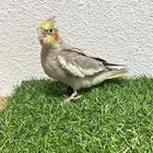 ببغاء كروان اليف وهدد وصحه الف