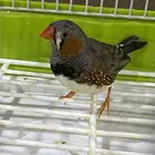 عصافير زيبرا