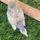 فروخ بادجي ( تم البيع )