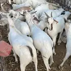 بربري و تيوس ذبح