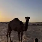 بكره طيبه