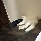 قط شيرازي للتبني