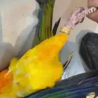 ببغاء صن كيور ضايع بحي النميص الي يلاقيه يتواصل مع الرقم