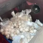 بيض بلدي مخصب