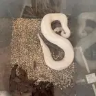 بول بايثون طفره نادره