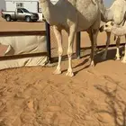 ناقتين وضح