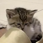 للبيع خمس قطط ام وعيالها