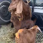 عنز والد متوم للبيع