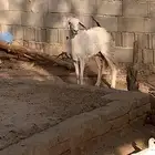 رخل ثنيه تم البيع