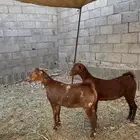 عنقان
