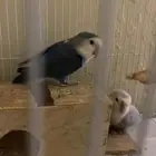 سلام طير روز زوج للبيع صحته  معا اكله وعلاجاته قريب الانتاج