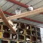 حمام بكستاني طيار