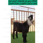 تيوس عدد 6 للبيع