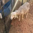شاه خلفه