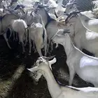 تيوس طيبه وغنم طيب للبيع
