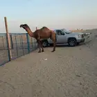خط الرياض مقابل الاسطبلات الخيل