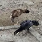 دجاج