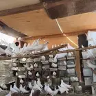حمام فرنسي