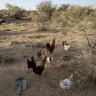 دجاج