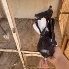 للبيع حمام قلابي منتج اصحه شرط