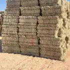 برسيم تبوك ((( تم البيع )))
