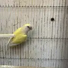 زوج طيور روز