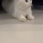 قطه بيضاء شيرازية