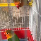 طيور الروز زوجين مع الشبك