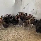 صوص بلدي العمر من 3 شهور الى4