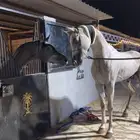 عندي حصان واهو. للبيع