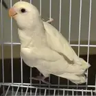روز