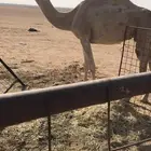 خفوت