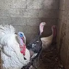 دجاج رومي