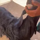 عنز طيبه جرمه طيب