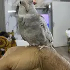 كروان متكلم واليف حمامه يقلدك بالنغمات اللي تلقنه فيها