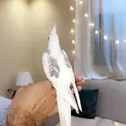 كروان هافي بايد اليف (( تم البيع ))